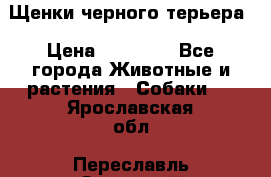 Щенки черного терьера › Цена ­ 35 000 - Все города Животные и растения » Собаки   . Ярославская обл.,Переславль-Залесский г.